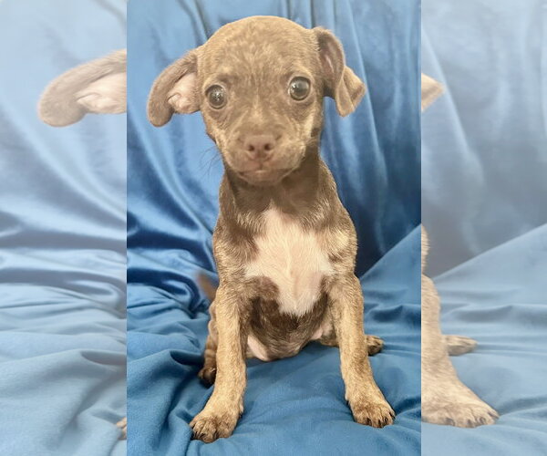 Medium Photo #2 Rat-Cha Puppy For Sale in Royal Palm Beach, FL, USA