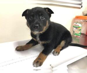Rottweiler Dogs for adoption in Pasadena, CA, USA