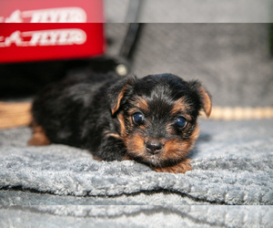 Medium Yorkshire Terrier
