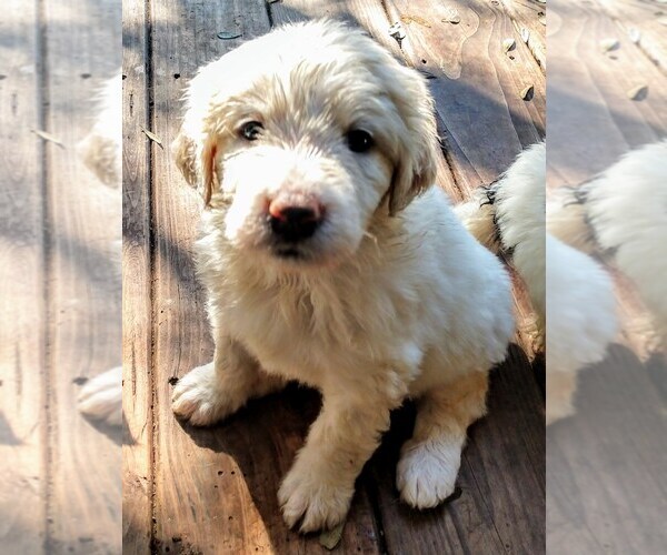 Medium Photo #3 Pyredoodle Puppy For Sale in MARION, TX, USA