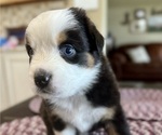 Puppy Jet Australian Shepherd