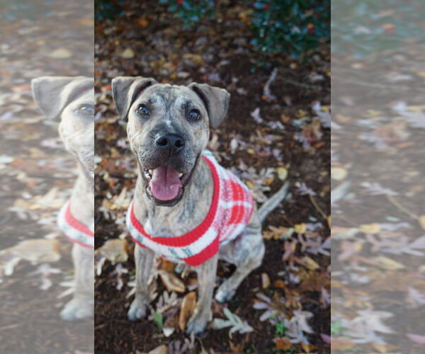 Medium Photo #2 Mutt Puppy For Sale in Greenville, SC, USA