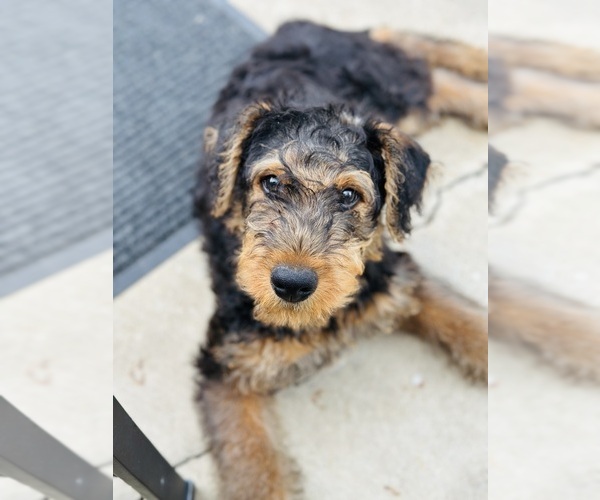 Medium Photo #1 Airedale Terrier Puppy For Sale in LONGVIEW, WA, USA