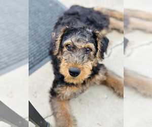 Airedale Terrier Puppy for sale in LONGVIEW, WA, USA