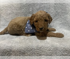 Goldendoodle Puppy for sale in ALEXANDRIA, KY, USA