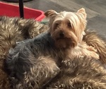 Small Photo #1 Yorkshire Terrier Puppy For Sale in COTTONWOOD, CA, USA