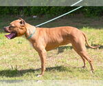 Small #9 American Pit Bull Terrier