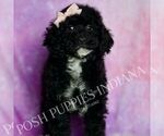 Small #2 Poodle (Toy)