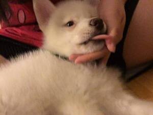 Maltese-Siberian Husky Mix Puppy for sale in JERSEY CITY, NJ, USA
