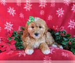 Small #1 Goldendoodle (Miniature)