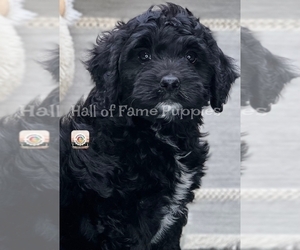 Goldendoodle (Miniature) Puppy for Sale in LOUDONVILLE, Ohio USA