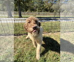 Small Photo #8 Poodle (Standard)-Unknown Mix Puppy For Sale in Pacolet, SC, USA