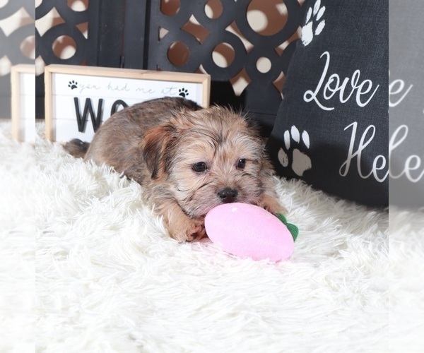 Medium Photo #4 Shorkie Tzu Puppy For Sale in MOUNT VERNON, OH, USA