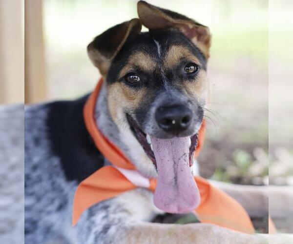 Medium Photo #4 Mutt Puppy For Sale in San Antonio, TX, USA