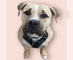 Small #1 Mastiff Mix