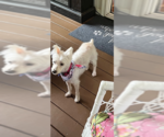 Small #1 Mutt