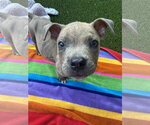 Small #1 Labrador Retriever Mix
