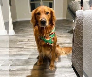 Father of the Golden Retriever puppies born on 05/31/2025