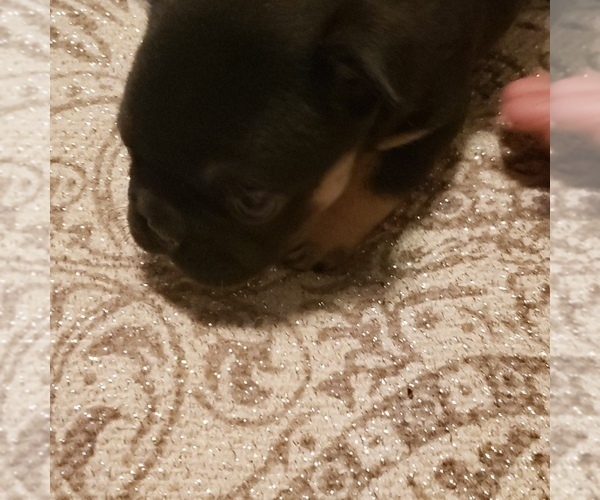 Medium Photo #4 French Bulldog Puppy For Sale in HUDDLESTON, VA, USA