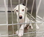Small #1 Labrador Retriever Mix