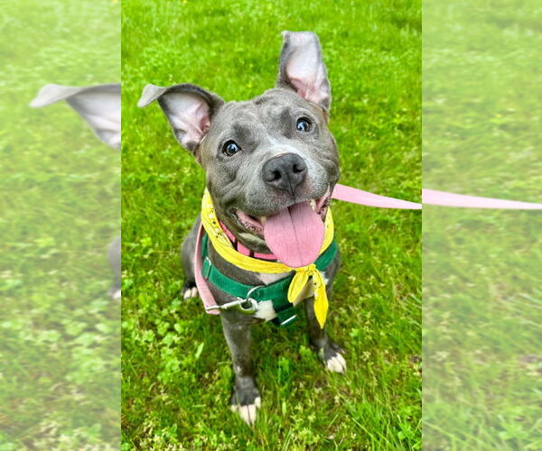 Medium Photo #3 American Staffordshire Terrier Puppy For Sale in Lawrenceville, NJ, USA