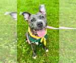 Small #2 American Staffordshire Terrier