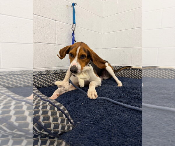 Medium Photo #3 Coonhound Puppy For Sale in Pierceton , IN, USA