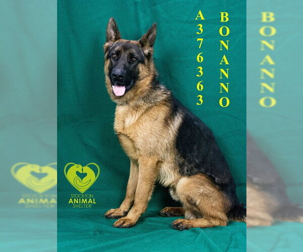 Medium Photo #2 German Shepherd Dog Puppy For Sale in Stockton, CA, USA