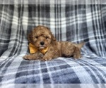 Small #5 Cavapoo