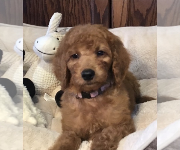 Medium Photo #2 Goldendoodle Puppy For Sale in SHAWNEE, OK, USA
