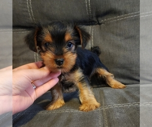 Yorkshire Terrier Puppy for sale in WINSTON SALEM, NC, USA
