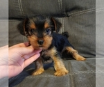 Small Yorkshire Terrier
