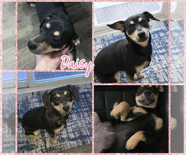 Medium Photo #1 Chihuahua-Labrador Retriever Mix Puppy For Sale in Blacksburg, SC, USA