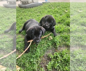 Labrador Retriever Puppy for sale in ARLINGTON, MN, USA