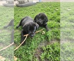 Small Labrador Retriever