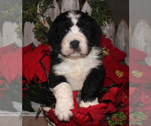 Bernedoodle Puppy for sale in ANTLERS, OK, USA