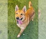 Small #2 Carolina Dog Mix