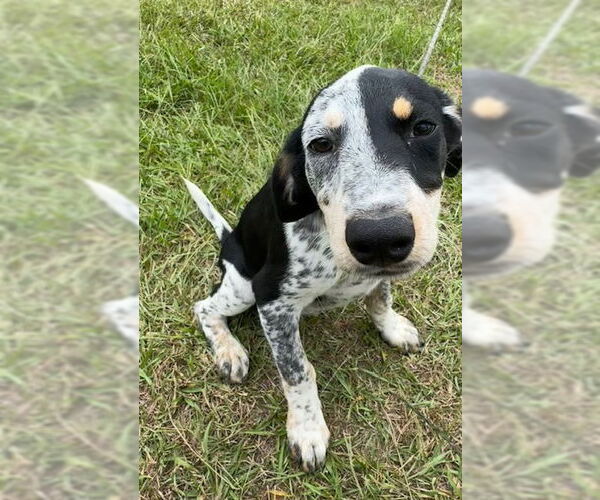 Medium Photo #4 Pointer-Unknown Mix Puppy For Sale in Tarrytown, GA, USA