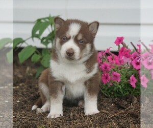 Siberian Husky Puppy for sale in FREDERICKSBG, OH, USA