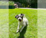 Small #3 Chihuahua Mix