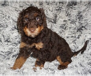 Miniature Labradoodle Puppy for sale in LA HABRA, CA, USA