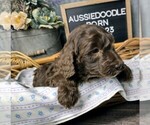 Small Photo #4 Aussiedoodle Puppy For Sale in NEW YORK MILLS, MN, USA