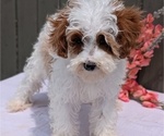 Small #2 Cavapoo (Miniature)