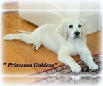 Small Photo #6 English Cream Golden Retriever Puppy For Sale in PRINCETON, WV, USA