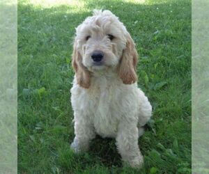 Goldendoodle-Poodle (Standard) Mix Puppy for sale in THORP, WI, USA