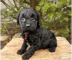 Cavapoo Puppy for sale in MIDDLEBURY, IN, USA