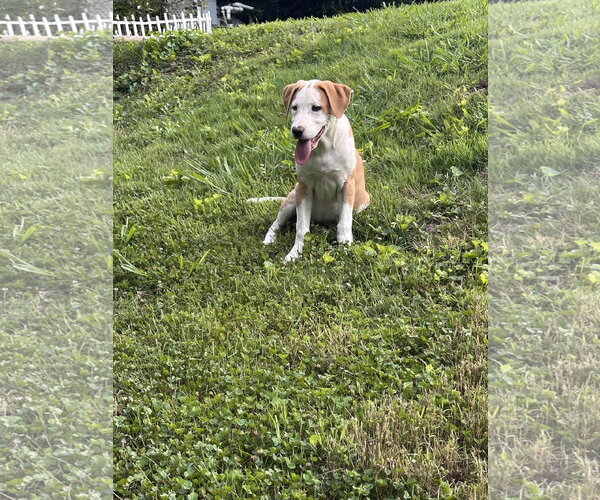Medium Photo #3 Beagle-Unknown Mix Puppy For Sale in Ball Ground, GA, USA
