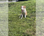 Small #2 Beagle Mix
