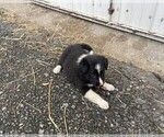 Small Photo #4 Border Collie Puppy For Sale in MYERSTOWN, PA, USA