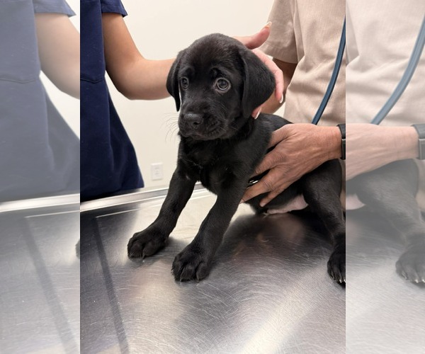 Medium Photo #2 Labrador Retriever-Unknown Mix Puppy For Sale in Holly Springs, NC, USA
